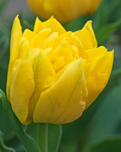 DVT. Marie Jo8